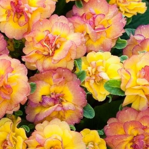 'Nectarine Belarina' Primrose