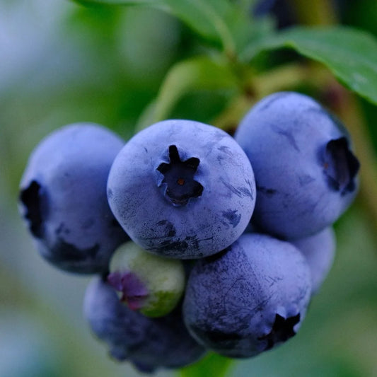 'Patriot' Blueberry