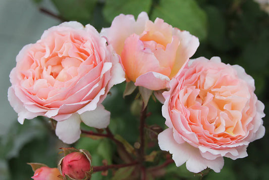 'Princess Charlene de Monaco' Rose