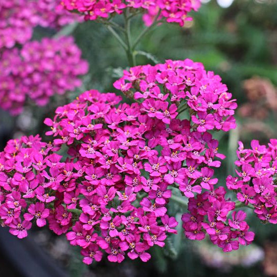 'Rose Maria' Achillea