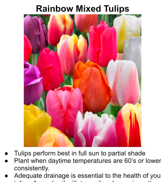 'Rainbow Mixed' Tulip Bulbs