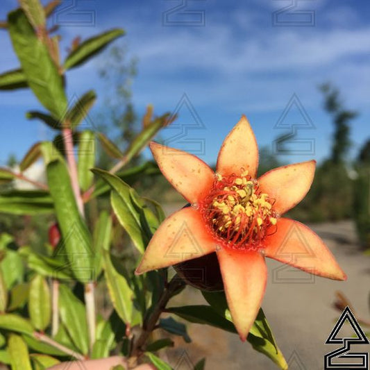 'Wonderful' Pomegranate
