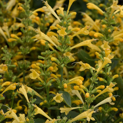 'Summerlong Lemon' Agastache Mexicana