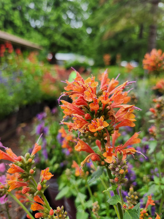 Agastache 'Poquito Orange'