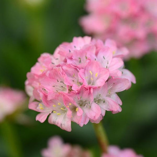Armeria 'Dreameria Dreamland'