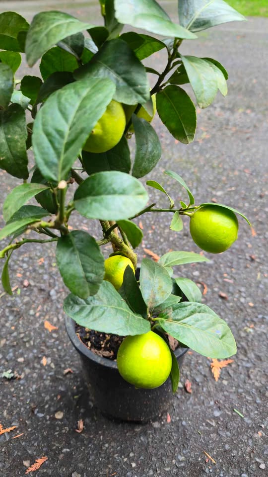 'Bearss Lime' dwarf tree