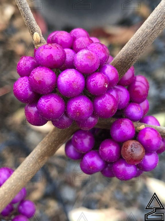'Profusion' Beauty Berry
