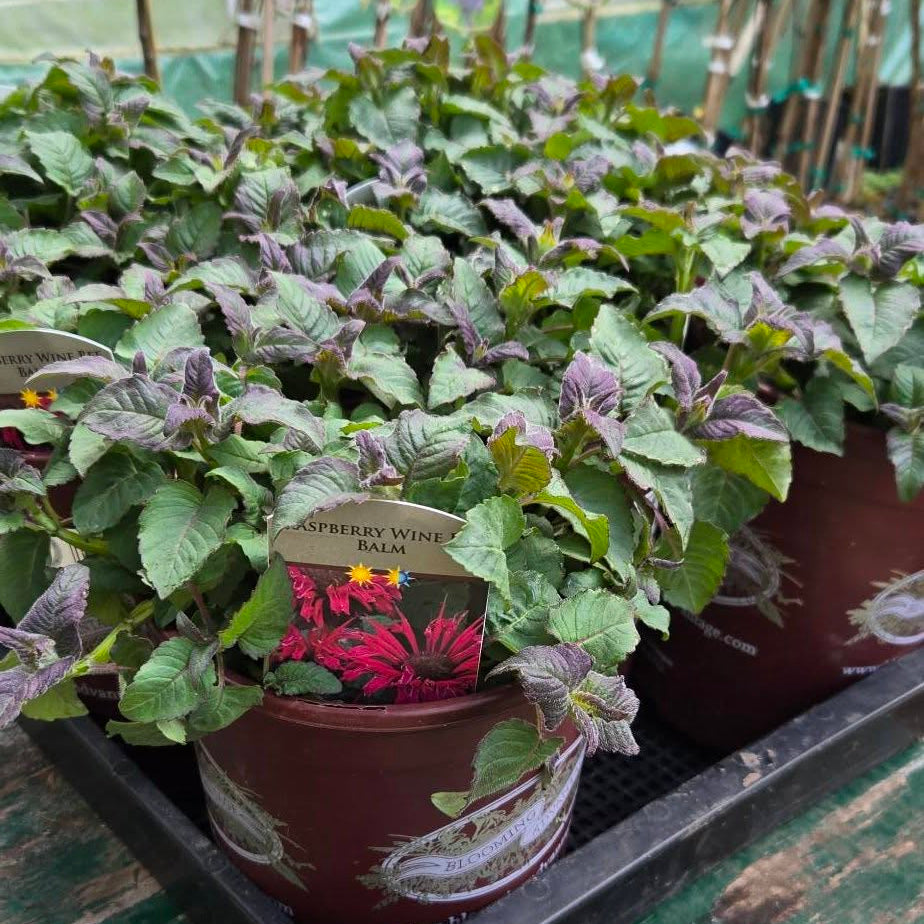 'Raspberry Wine' Monarda