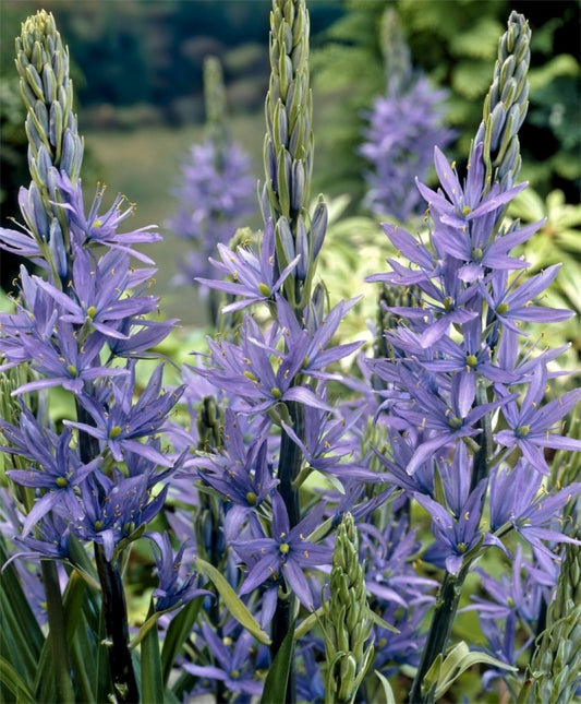Camassia Leichtlinii ‘Caerulea’
