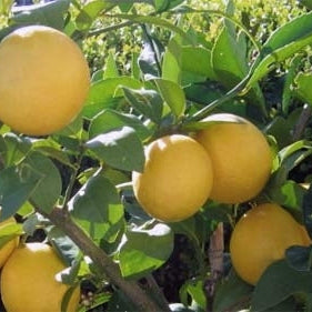 'Meyer Improved' Lemon