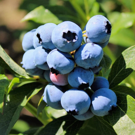 'Duke' Blueberry