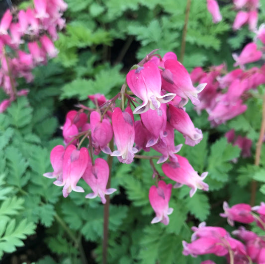 Bleeding Hearts 'Luxuriant'