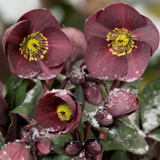 'Ice N Roses Nightingale' Helleborus