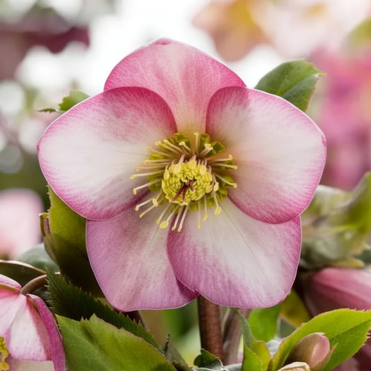 'Ice N Roses Rose' Helleborus