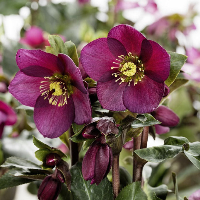 'Ice N Roses Red' Helleborus