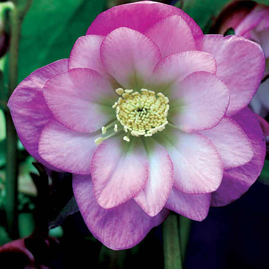 'North Star Pink' Helleborus