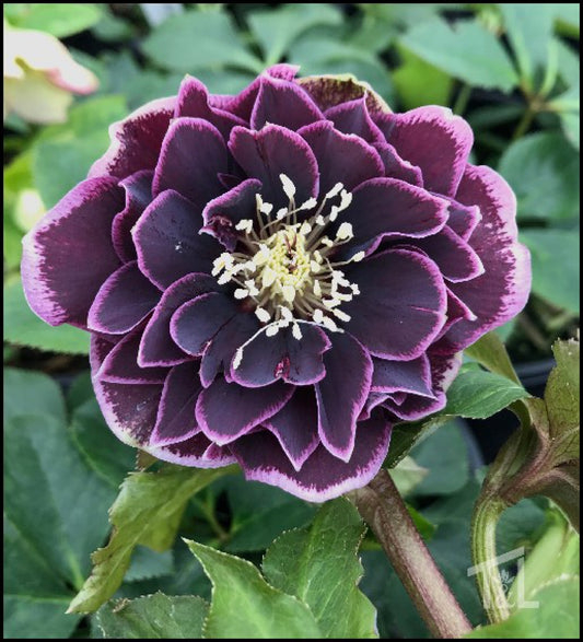 'North Star Plum' Helleborus