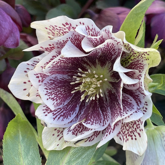 'North Star Ruby Heart' Helleborus