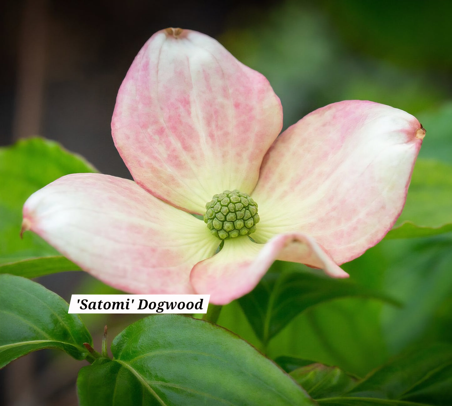 'Satomi' Japanese Dogwood Tree