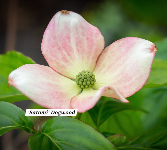 'Satomi' Japanese Dogwood Tree
