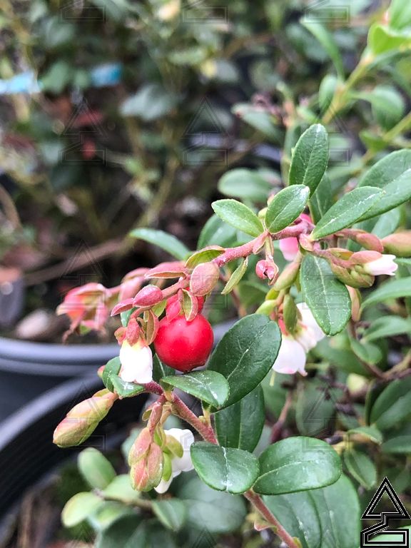 'Huckleberry' Vaccinum Ovatum