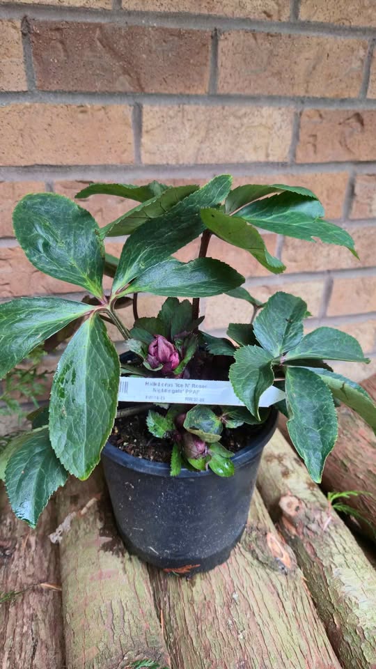 'Ice N Roses Rose' Helleborus