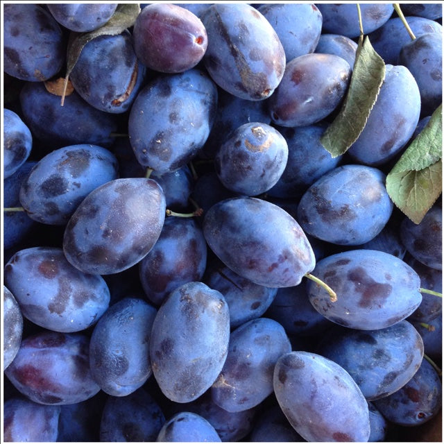 'Early Italian' Dwarf Plum