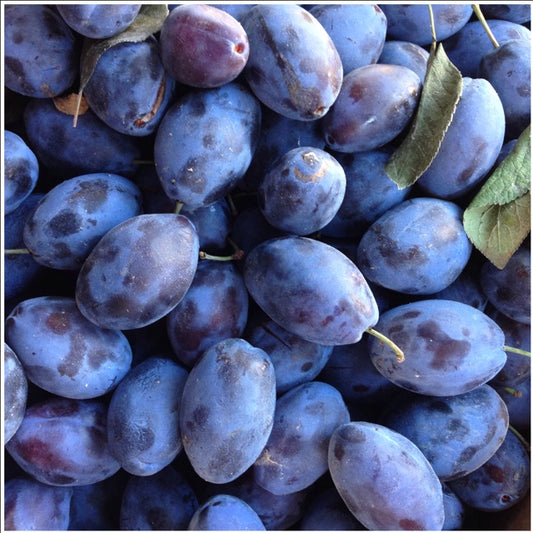 'Early Italian' Dwarf Plum