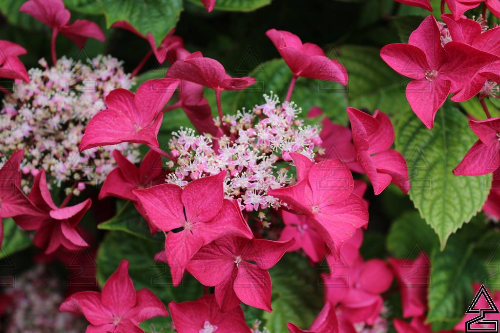 'Lady in Red' Hydrangea M.