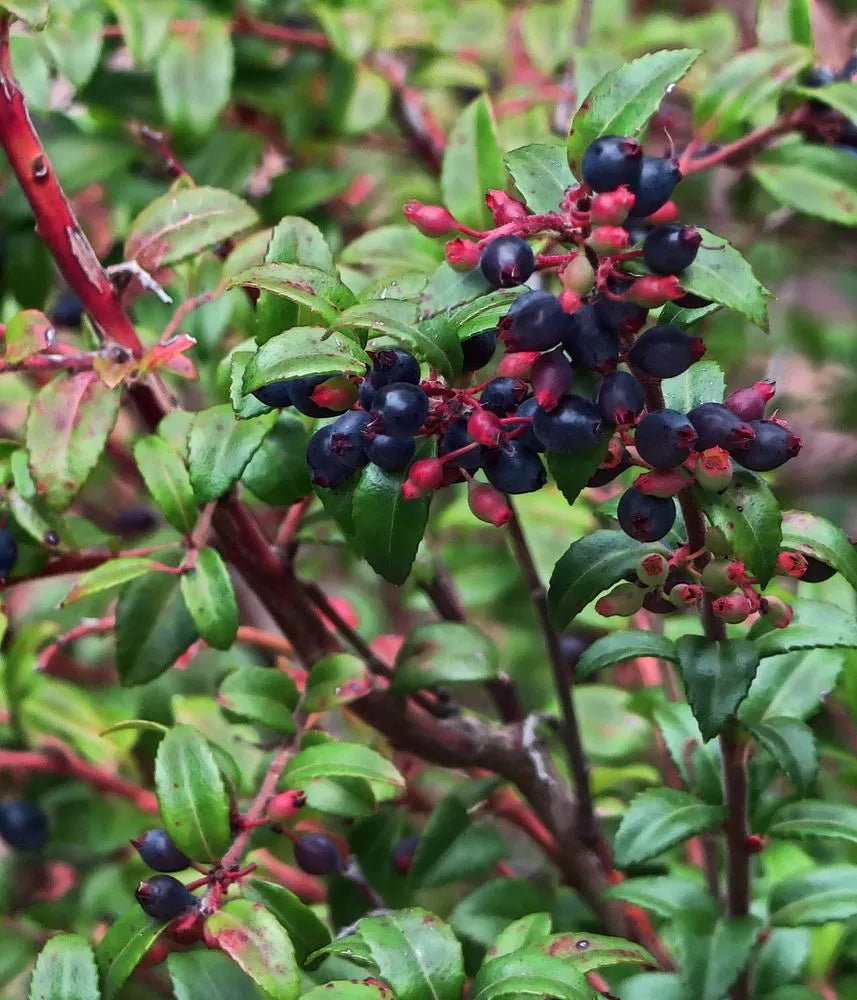 'Huckleberry' Vaccinum Ovatum