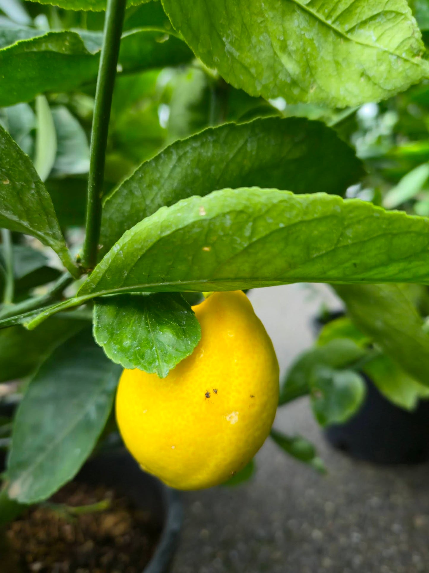 'Meyer Improved' Lemon