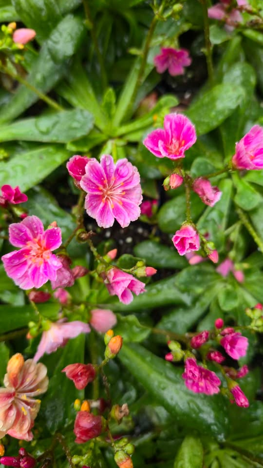 'Rainbow Mix' Lewisia