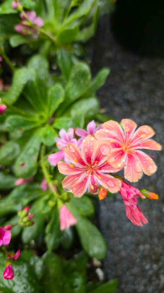 'Rainbow Mix' Lewisia