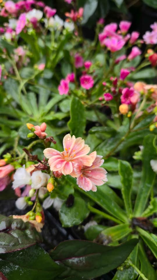 'Rainbow Mix' Lewisia