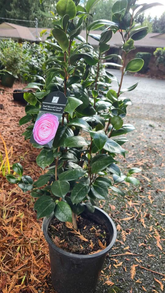 'Pearl Maxwell' Camellia