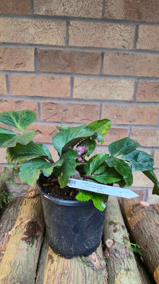 'Ice N Roses Nightingale' Helleborus