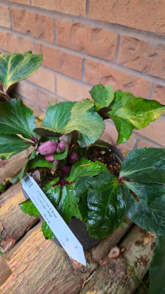 'Ice N Roses Nightingale' Helleborus