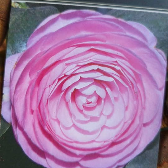 'Pearl Maxwell' Camellia