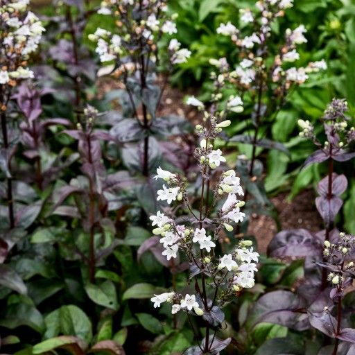 'Onyx and Pearls' Penstemon