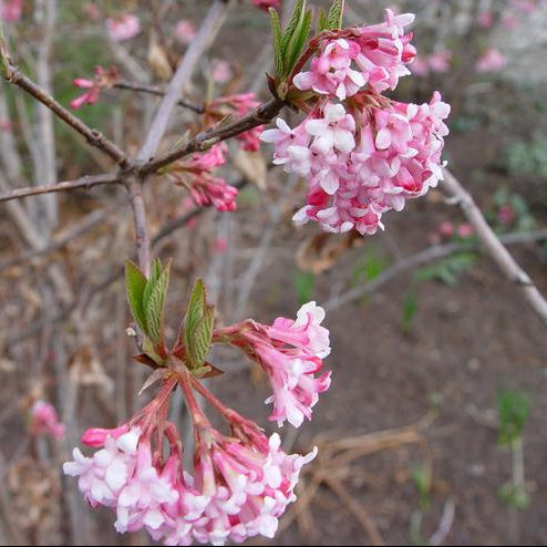 'Pink Dawn' Viburnum