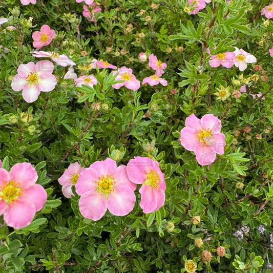 'Pink Beauty' Potentilla