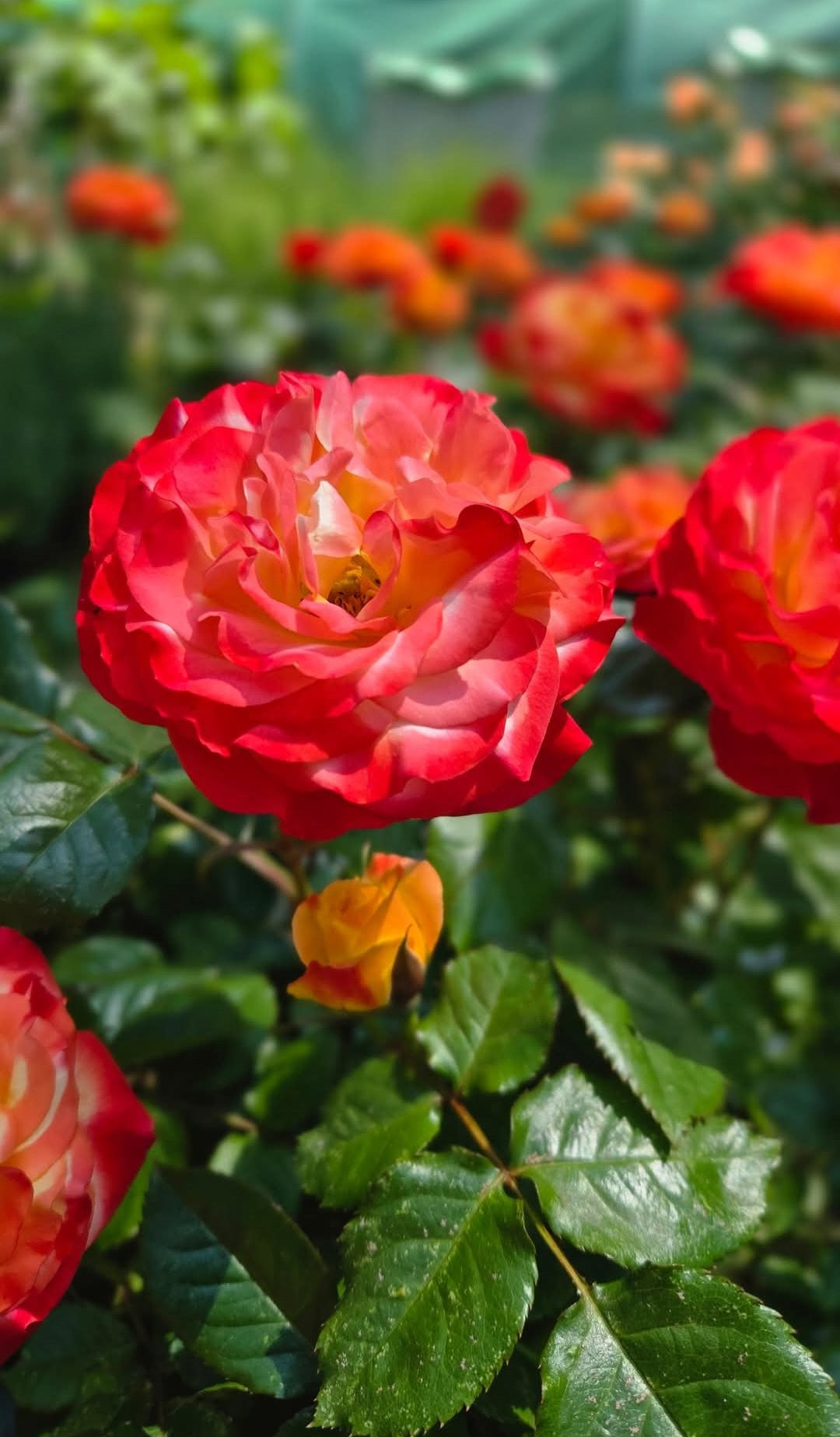 'Oso Easy en Fuego' Rose