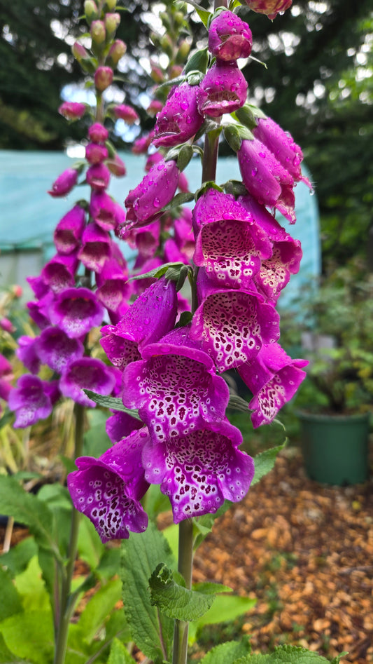 Dalmatian Foxglove