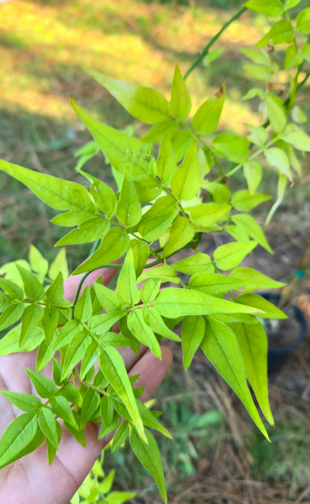 'Fiona Sunrise' Jamine