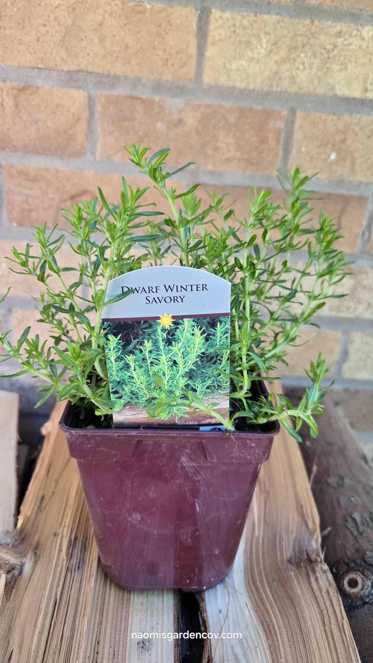 Dwarf Winter Savory