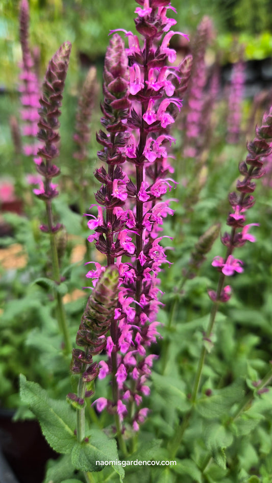 'Sixteen Candles' Salvia
