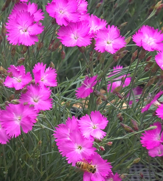 'Firewitch' Dianthus