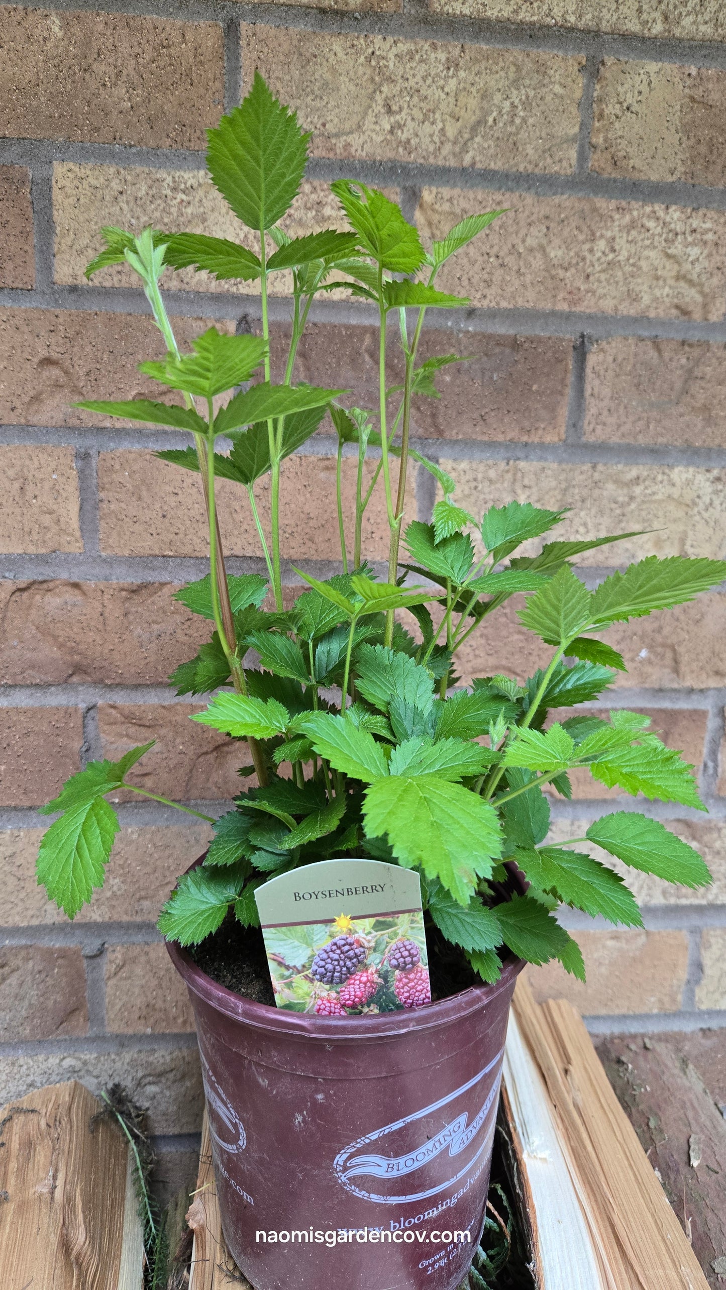 'Boysenberry'