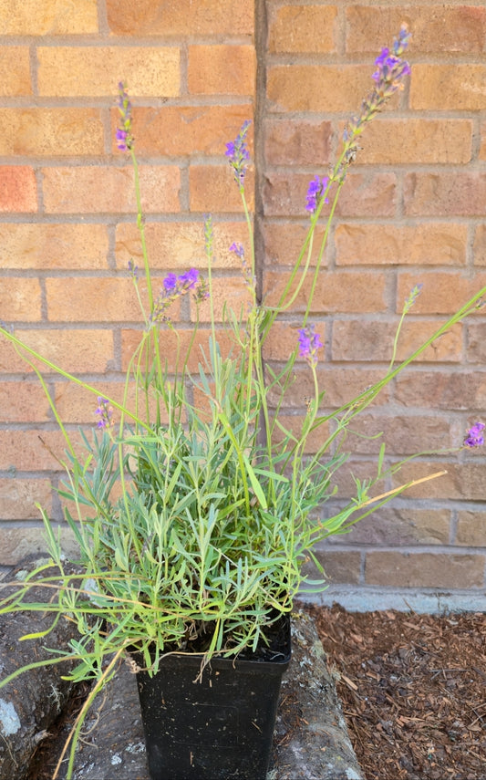 'Grosso' Lavender