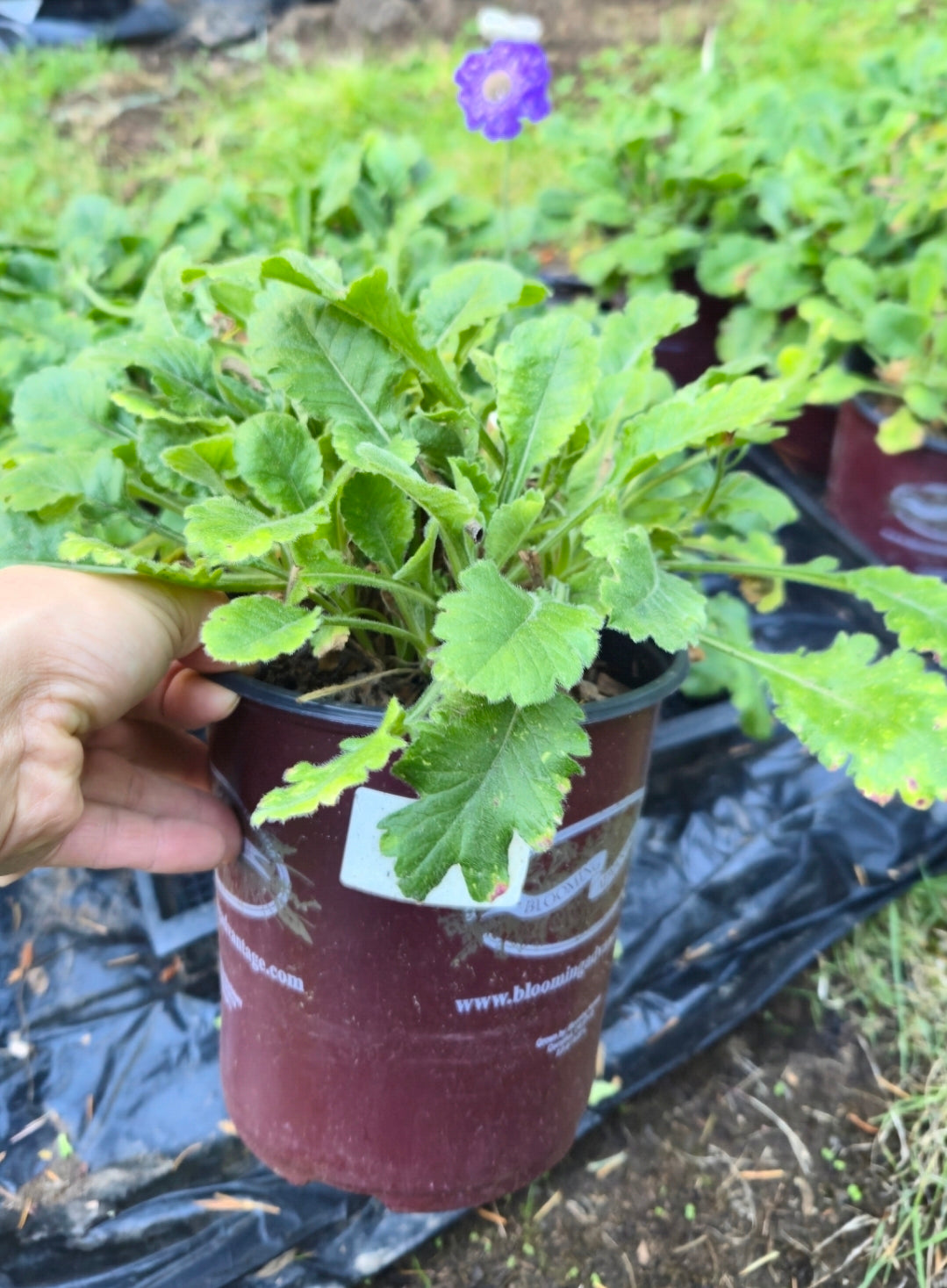 'Giga Blue' Scabiosa